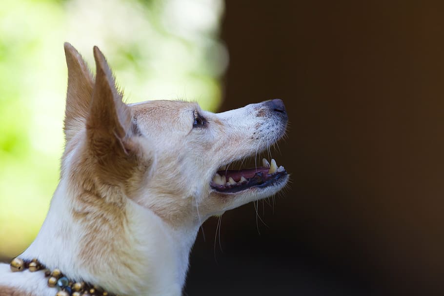 podenco canario, dog breed, hybrid, chihuahua, wind dog like, white, brown, ear, foot, open