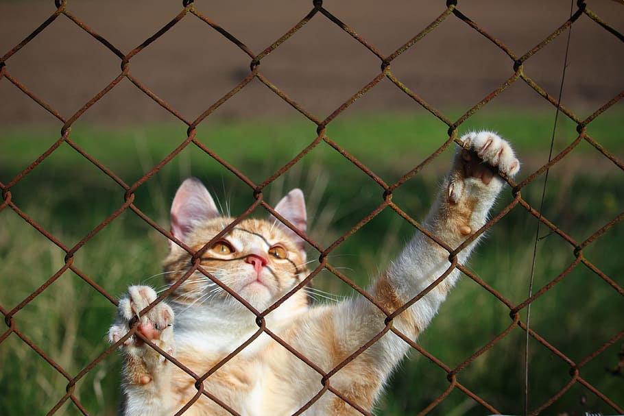 Kucing, Kisi-kisi, Kucing Harimau, mieze, kucing betina merah, kucing merah, mata kucing, wajah kucing, jala kawat, pagar rantai