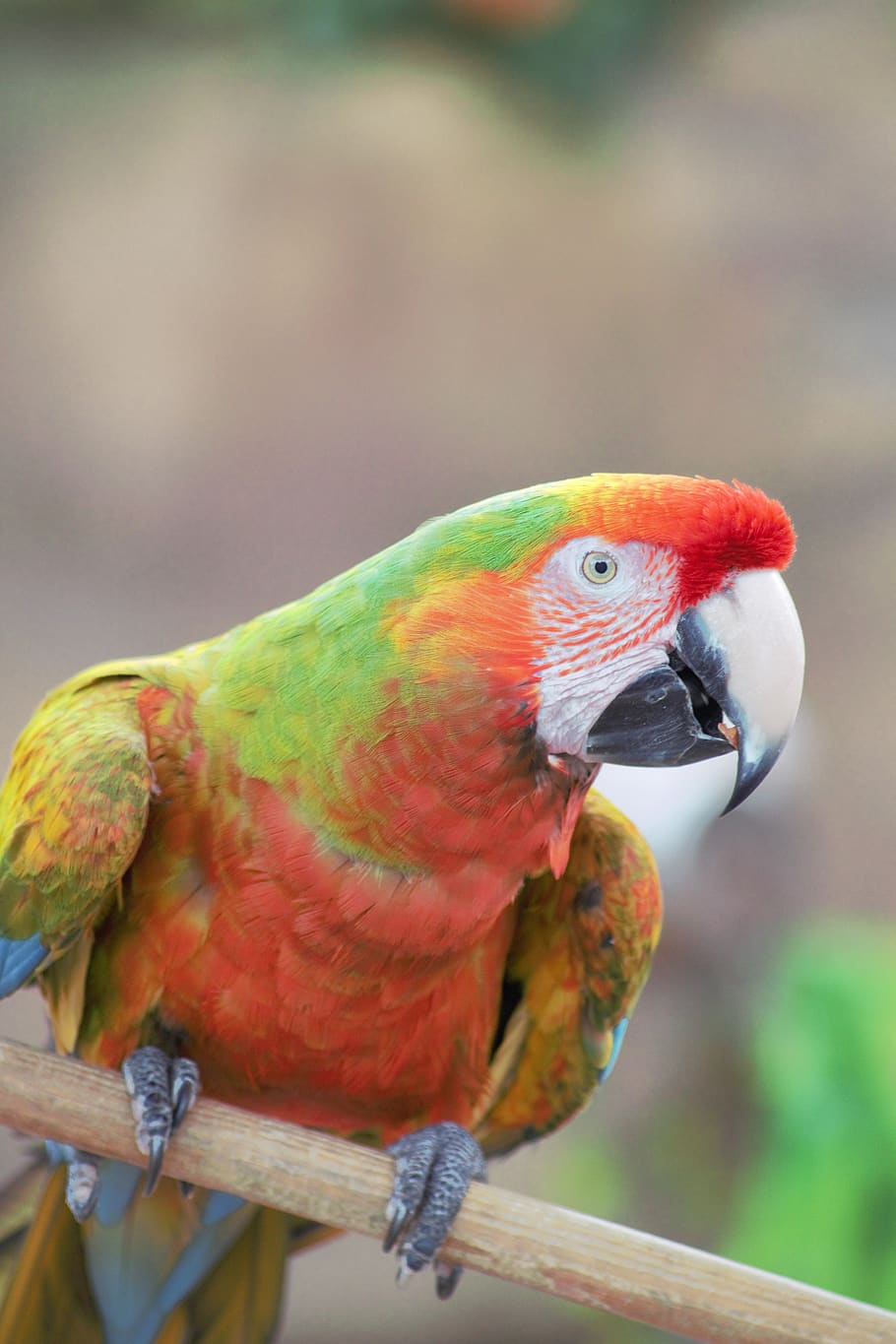 bird, macaw, parrot, animal, colorful, nature, plumage, exotic, feather, ara