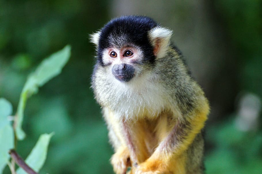 squirrel monkey, monkey, äffchen, zoo, climb, cute, primate, creature, mammal, curious