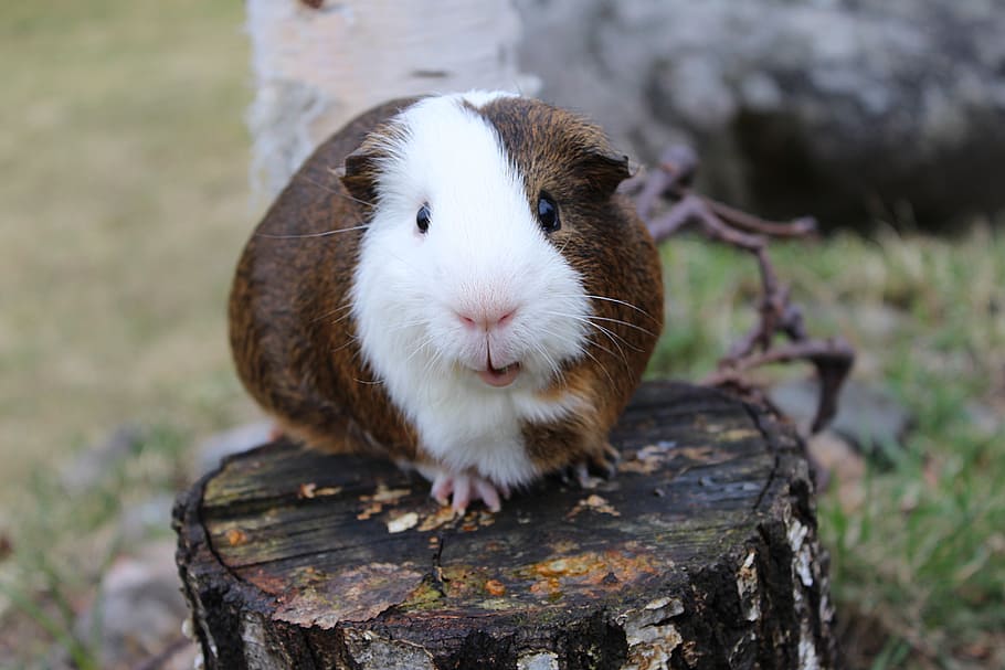 IT, selective, focus, photography, guinea, pig, animal themes, animal, rodent, one animal