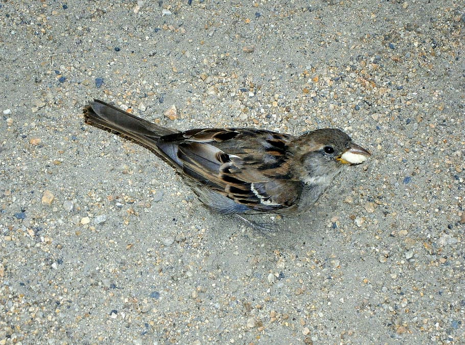 sperling, sparrow, bird, animal, songbird, feed, food, sparrow bird, feather, nature