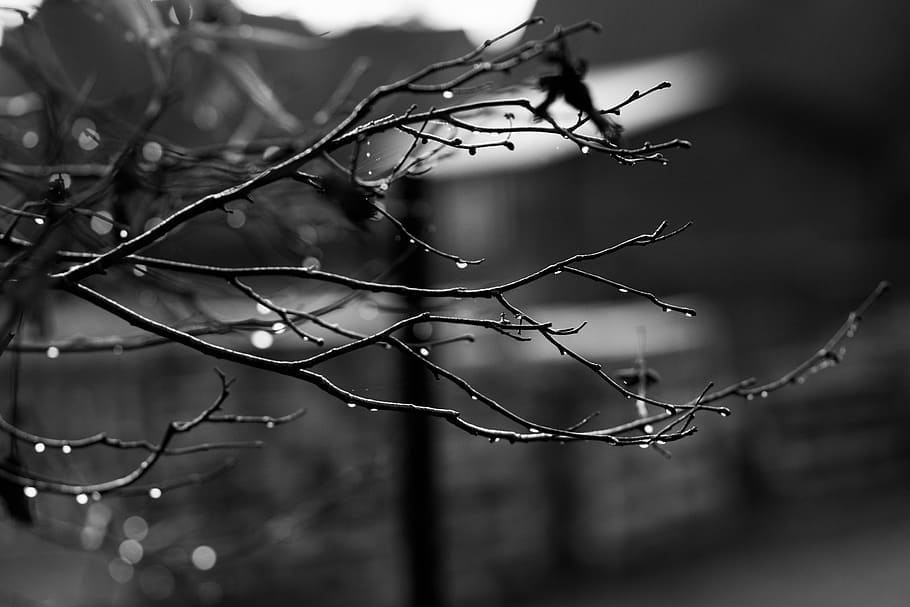 estética, ramos, árvore, preto e branco, chuva, final de outono, novembro, molhado, natureza, gota de água