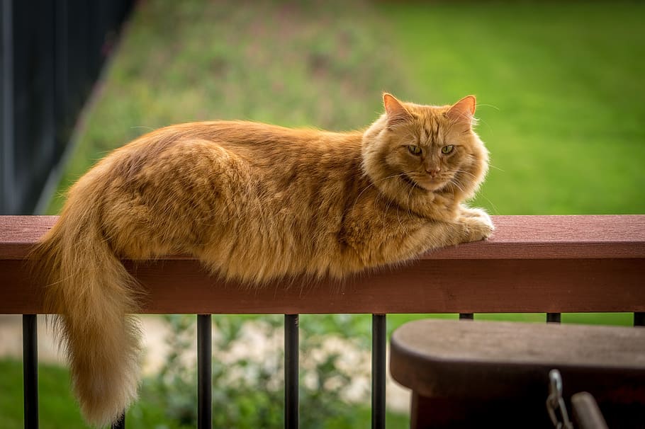 с длинным покрытием, оранжевый, Кот, деревянный, забор, кошка мейн-кун, милый, животное, кошачий, Очаровательный