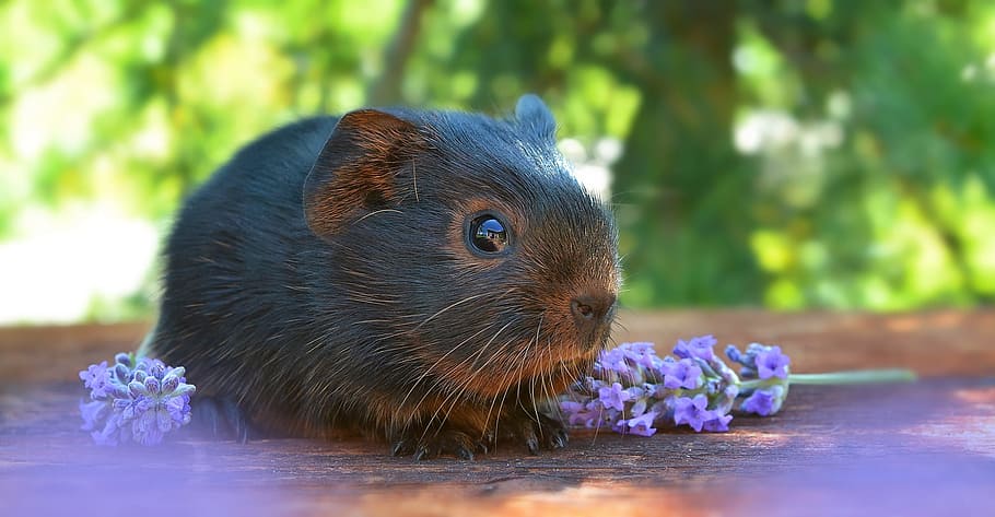 black, rodent, hyacinth, board, guinea pig, smooth hair, baby guinea pigs, young animal, newborn, nager