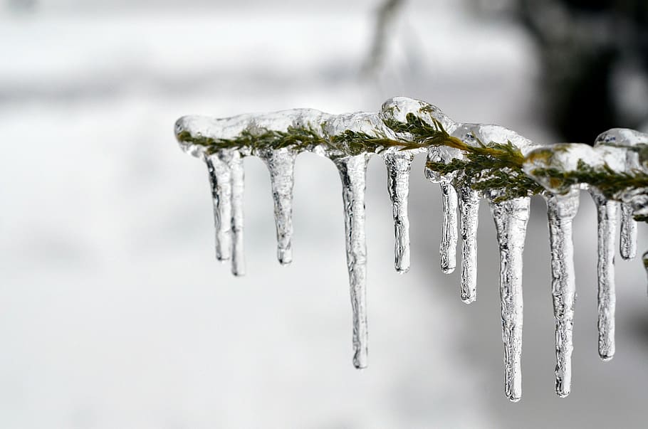 icicles, tree branch, closeup, ice, frozen, tree, cold, winter, ze, frost