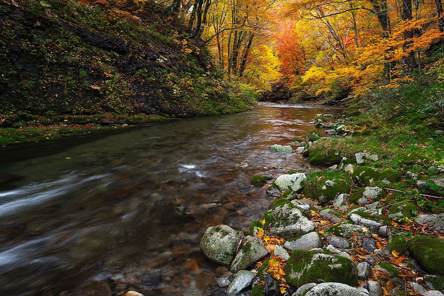 paisagem, outono, folhas outonais, torrente, água transparente, amarelo, vermelho, região do patrimônio mundial, prefeitura de aomori, japão