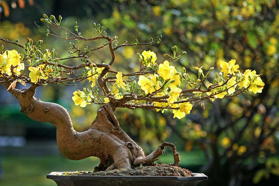 Amarillo, floreciente árbol de los bonsais, cerca, foto, leopardo, el año nuevo lunar, vietnamita tet, vietnam, primavera, el jardín