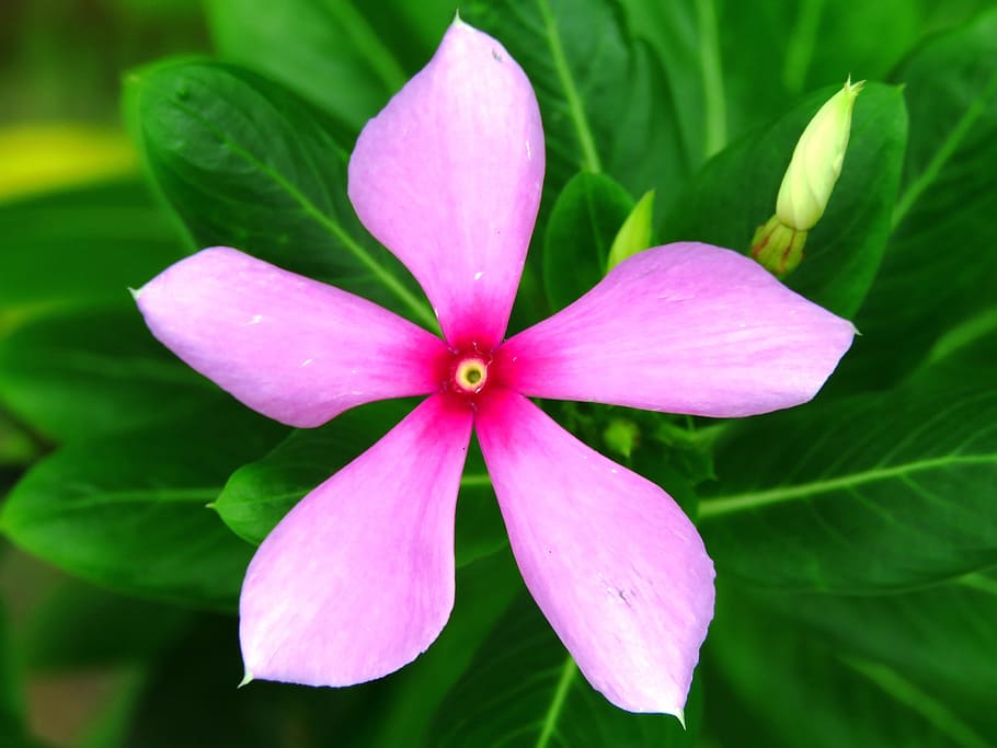 purple 5-petal flower, purple, petal, flower, pink, garden, nature, plant, flower Head, leaf