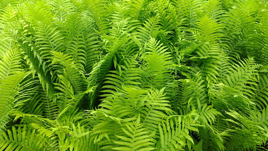 ferns, green, leaves, background, leaf, nature, greenery, green color, growth, plant