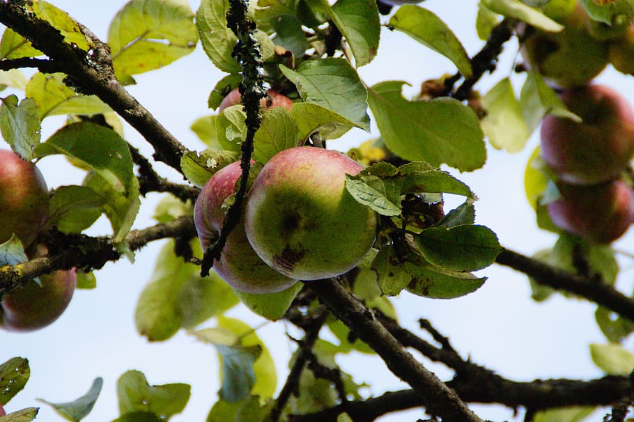 Manzano, árbol frutal, manzana, otoño, octubre, maduro, comida y bebida, árbol, crecimiento, alimentos