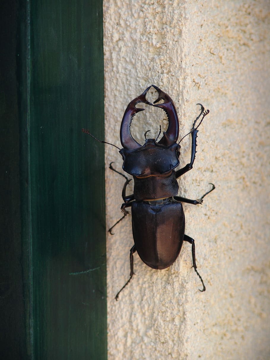 Insect, Stag Beetle, Nature, beetle, close-up, built structure, animal themes, hanging, old-fashioned, wall - building feature