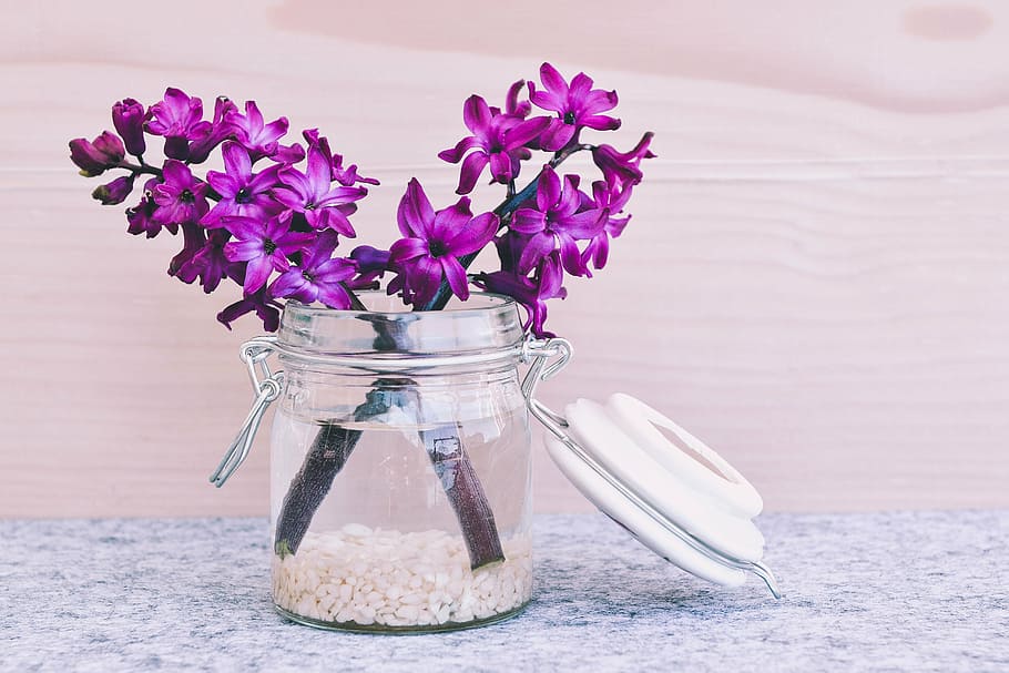 purple, petaled flowers, clear, jar, hyacinth, flower, blossom, bloom, pink, fragrant flower