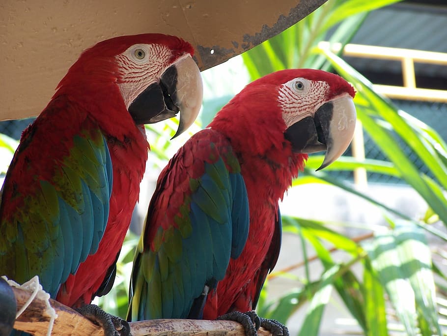 Parrots, Colour, Tropical, Animal, Bird, exotic, colourful, parrot, macaw, two animals