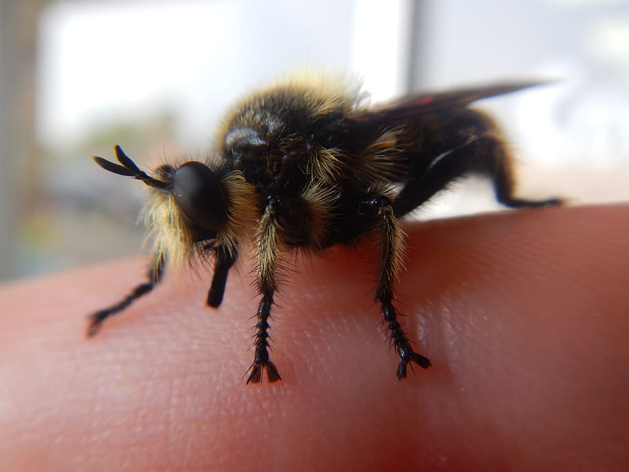abelha, inseto, dedo, natureza, animal, amarelo, natural, abelha humilde, fofo, vida selvagem