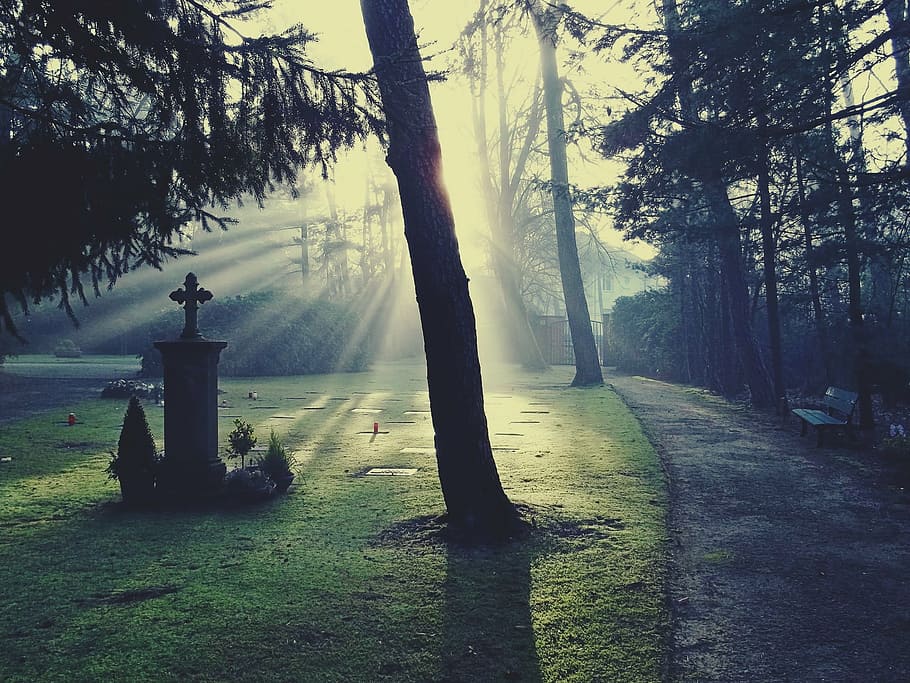 graveyard during sunshine, cemetery, light, glow, sun, sunshine, bill, tombstone, trees, nature