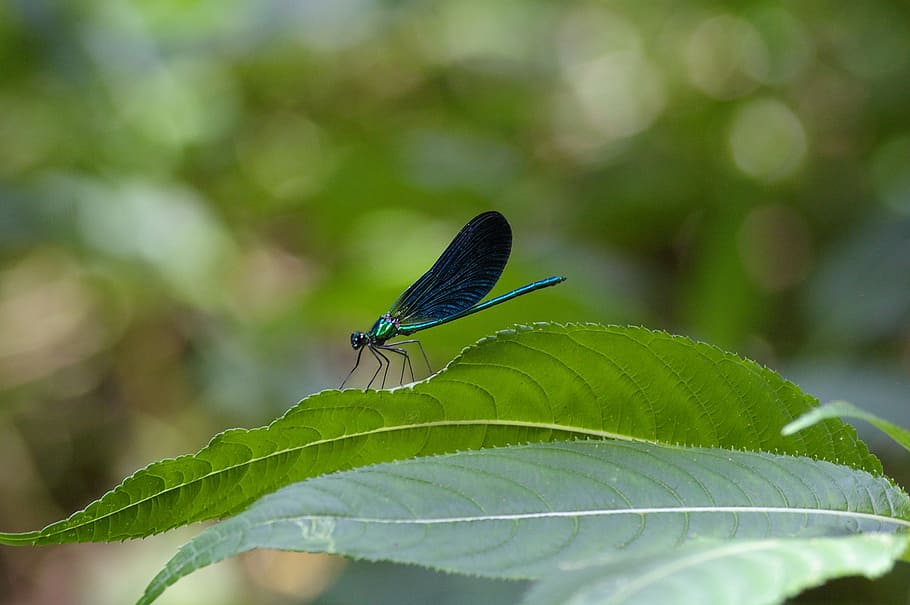トンボ 青 昆虫 青いトンボ 閉じる 自然 野生動物の写真 動物 葉 植物の部分 Pxfuel
