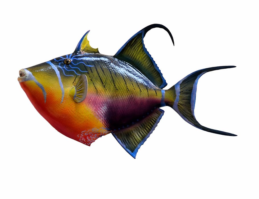 multicolored, fish, white, background, colorful, trigger fish, taxidermy, mount, marine, underwater