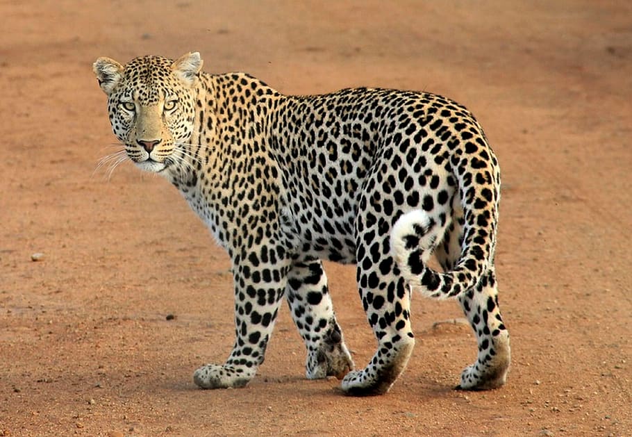 leopardo ambulante, leopardo, manchas de leopardo, selvagem, animais selvagens, safari, selva, felino, predador, manchado