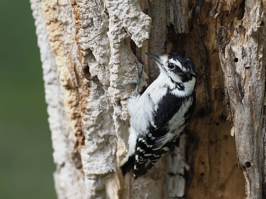 downy woodpecker, dryobates pubescens, bird, animal themes, animal, one animal, animal wildlife, tree, animals in the wild, trunk