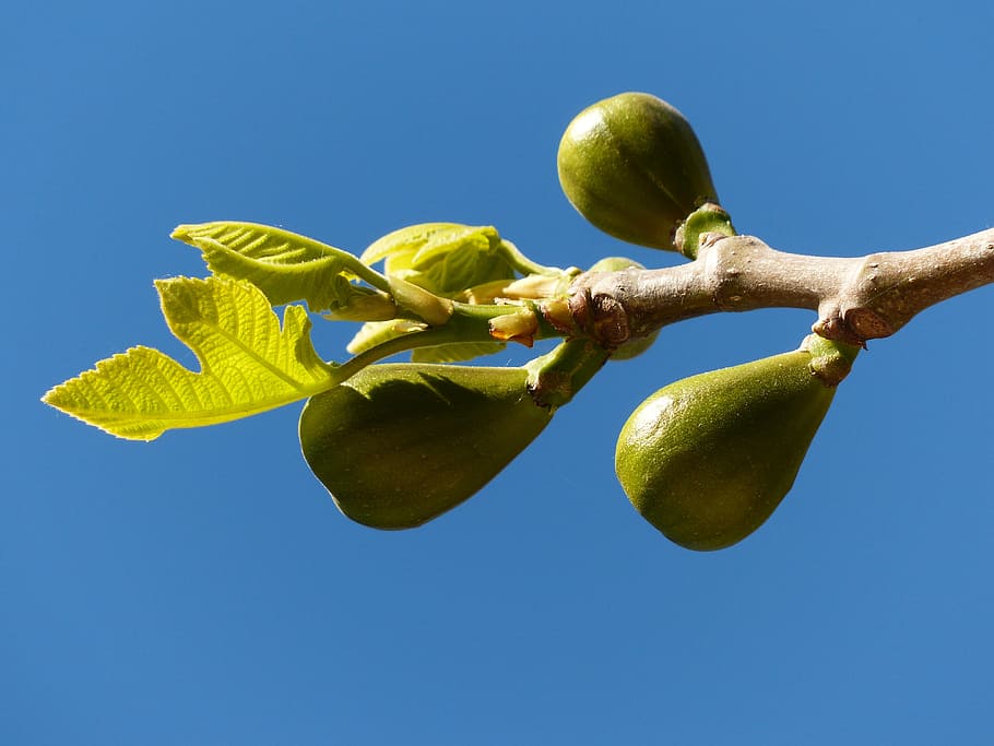 figs, fig tree, fruits, real coward, fig leaves, tree, branch, clear sky, fruit, healthy eating