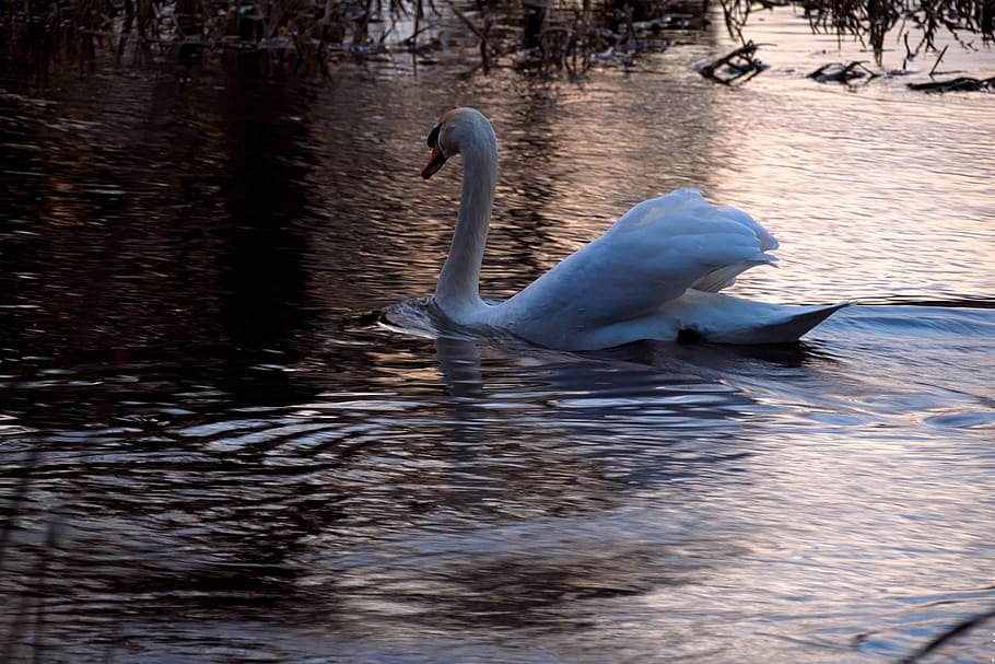 swan, water, sunset, bird, big bird, water bird, nature, swans, wild birds, pond