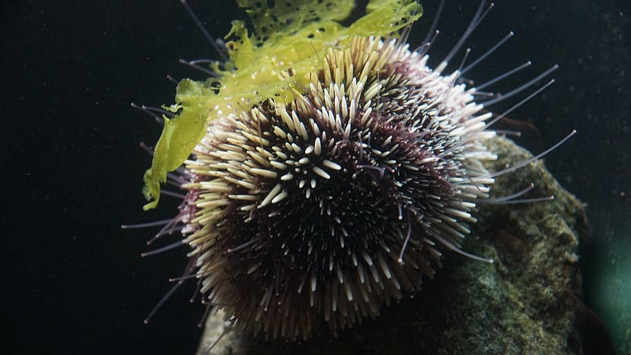sea urchin, sea hedgehog, ocean, marine, life, fauna, echinoidea, animals in the wild, sea, underwater