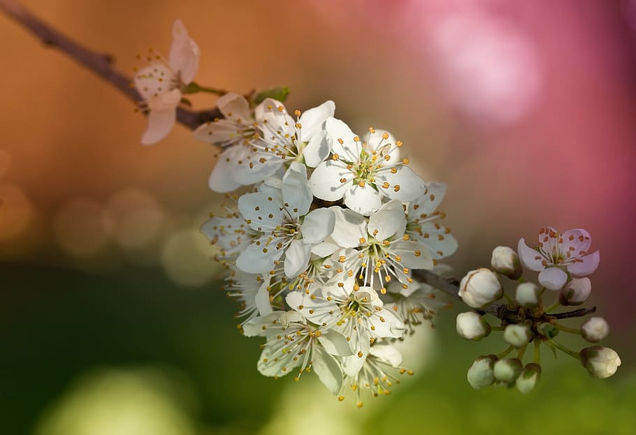 selective, focus photo, white, petaled flowers, obstblueten, flowers, spring, nature, blossom, bloom