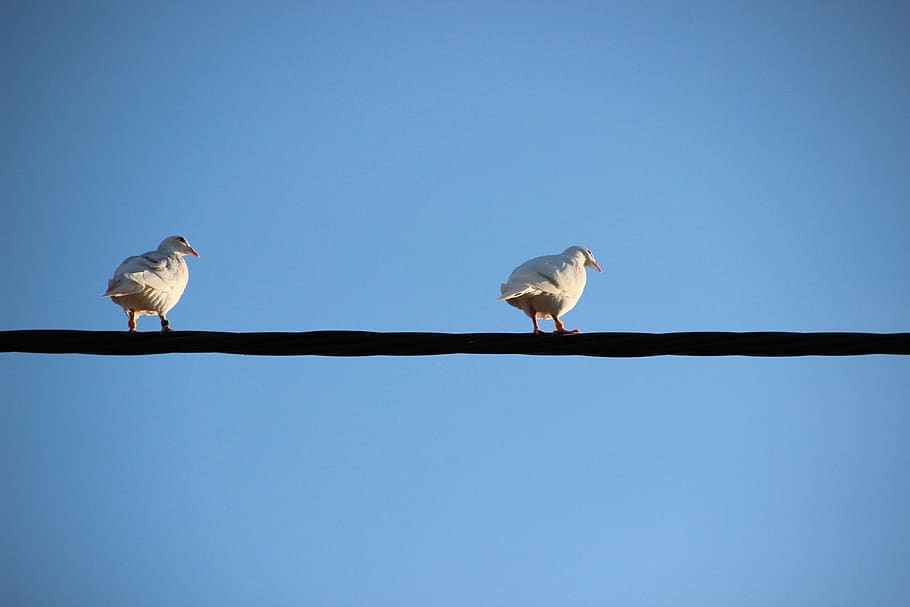 white doves, birds, pigeons, pigeon pair, resting place, white, bird, sit, power line, flying