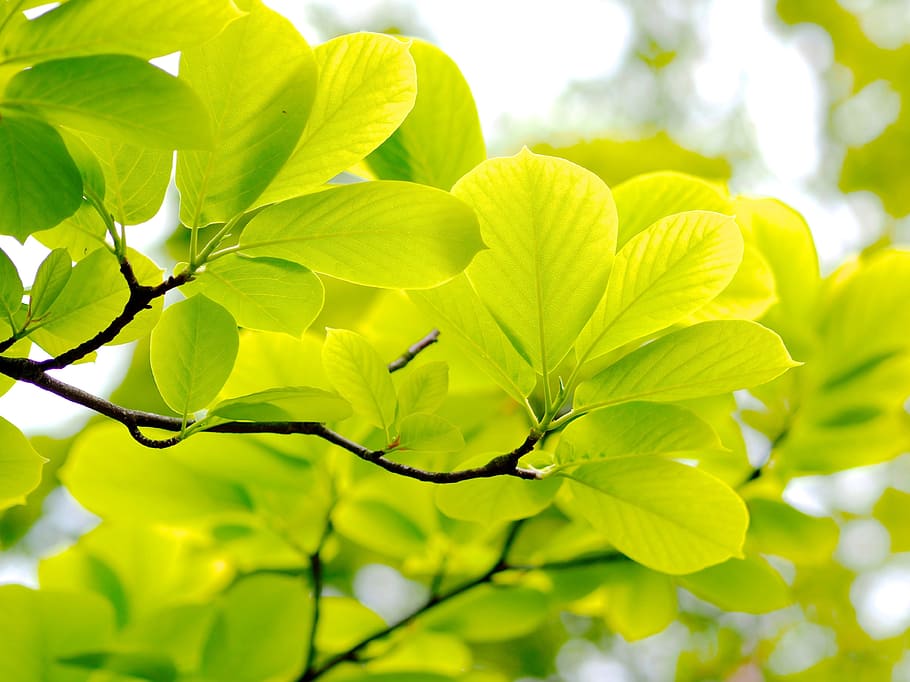 low, angle photograph, green, leafed, plant, fresh green, natural, wood, vein, in the early summer
