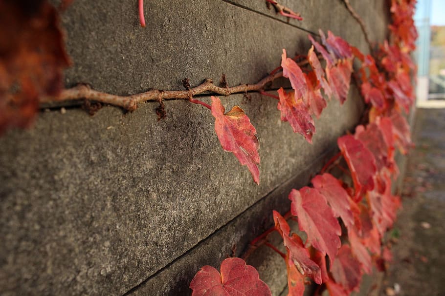 autumn, ivy, damme, fence, the vine, wall, stone wall, stonewall, autumn leaves, vine