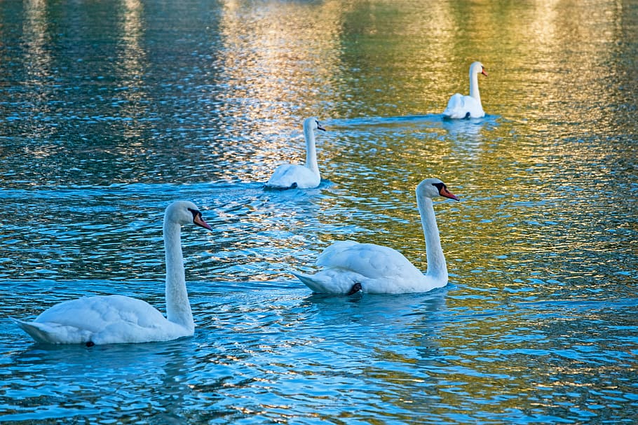 swan, white, pride, animal, group, bird, water, water bird, animal world, lake