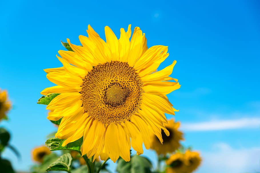 sunflower, korea, sf, festival, september, mountain, landscape, travel, green, plants