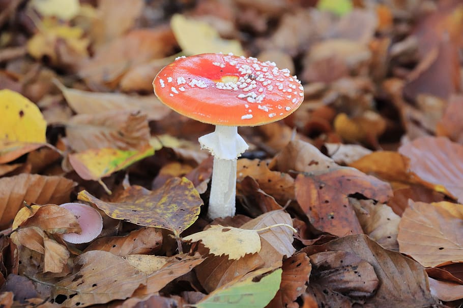mushroom, autumn, forest, nature, moss, fly agaric, red, toxic, mini mushroom, macro
