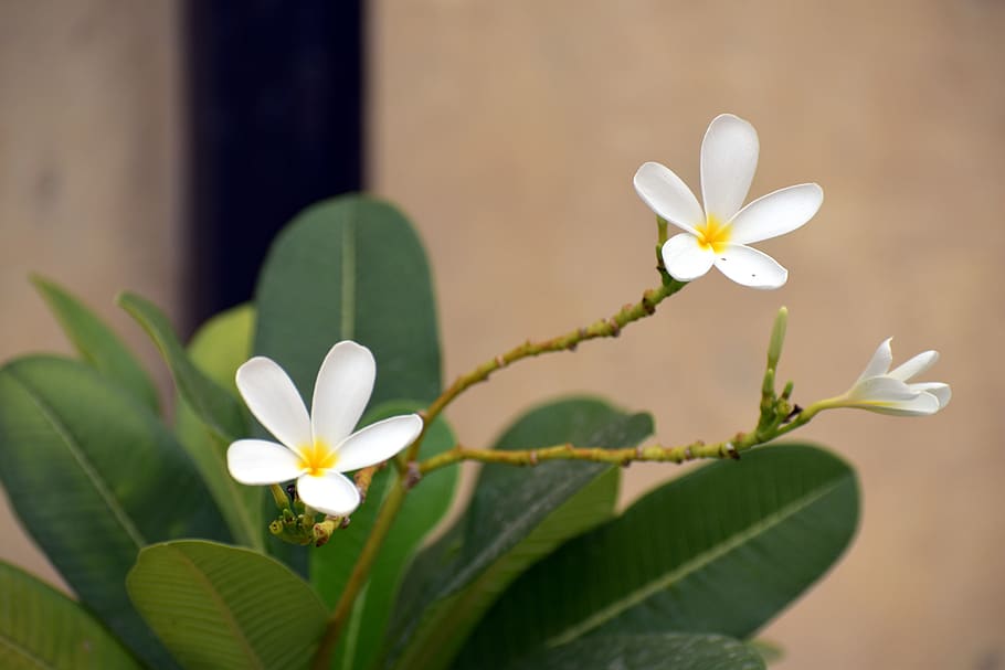white flower, white frangipani, plumeria alba, yellow centric, flower, flowering plant, plant, fragility, beauty in nature, vulnerability