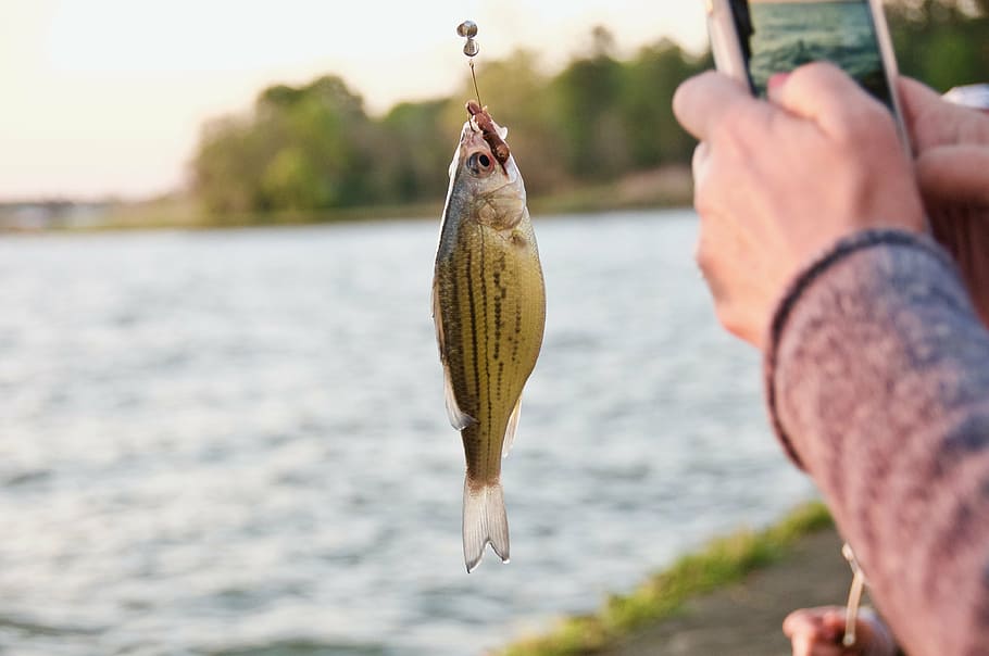 yellow, bass fish, fishing hook, fish, food, stomach, lake, camp, sport, catch