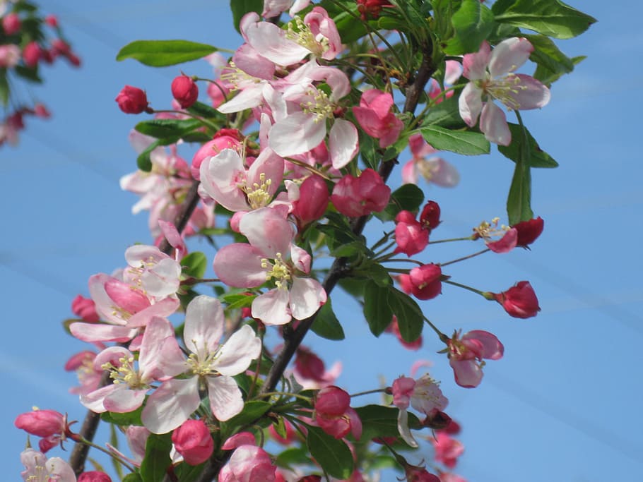 crab apple, blooms, spring, flower, blooming, blossom, branch, flowers, fresh, tree
