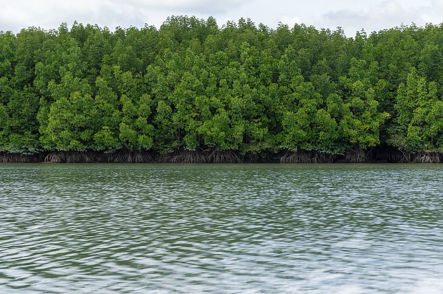 Pa, bosque de manglar, mar, naturaleza, árbol, tailandia, gira, verde, geografía, brillante