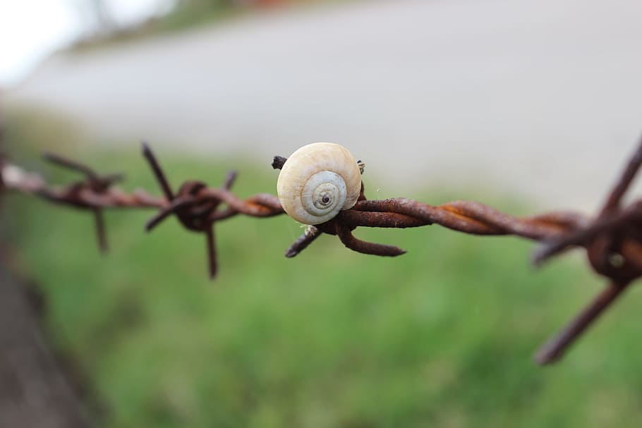 snails, wire, village, kocaeli, turkey, close-up, safety, fence, snail, metal