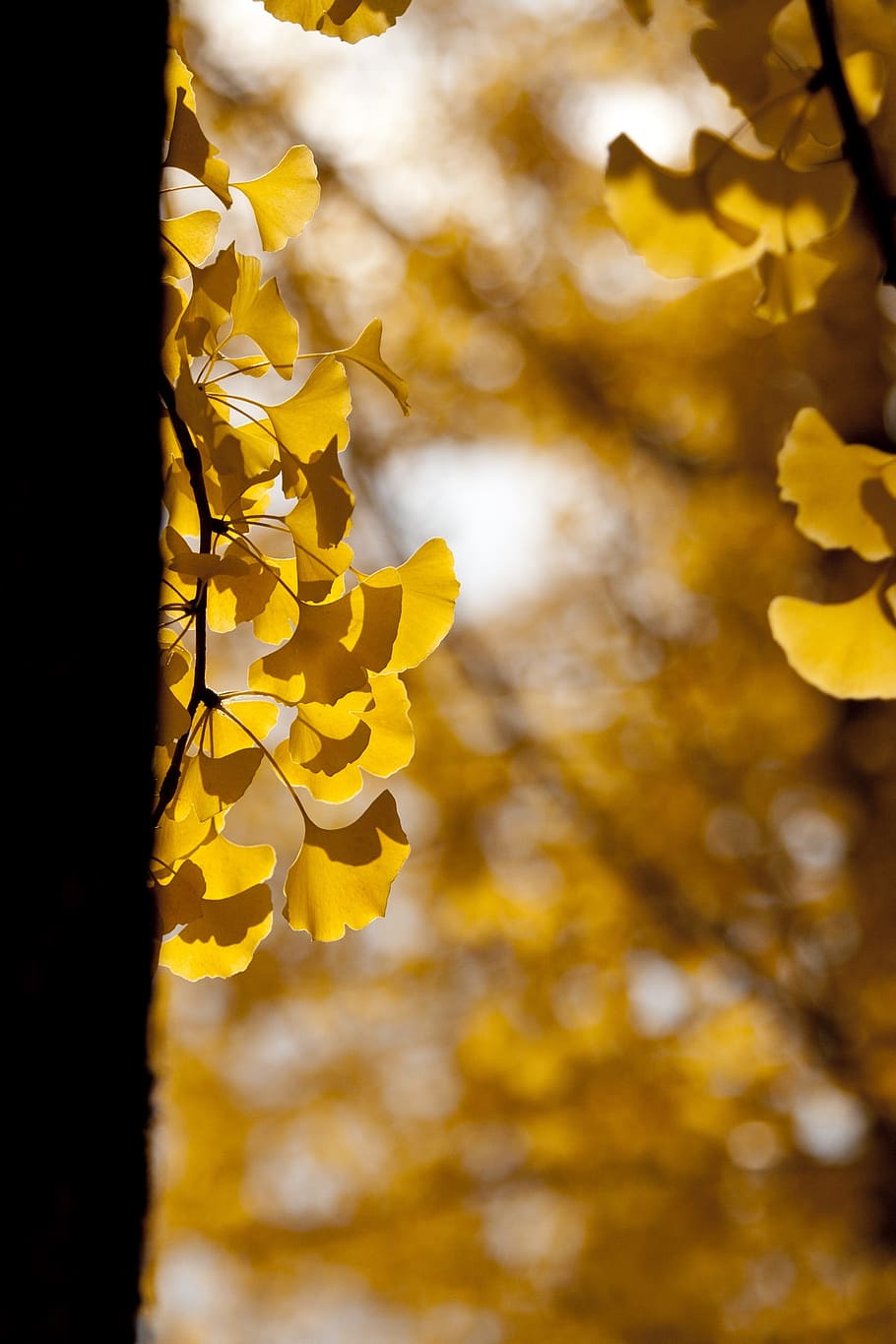 close-up photography, yellow, orchid, ginkgo, autumn, leaves, leaf, the leaves, wood, nature