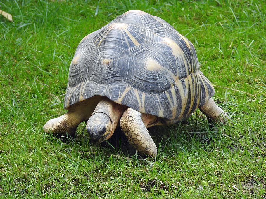 turtle, grass, gently, animal themes, animal, animal wildlife, reptile, field, animals in the wild, one animal