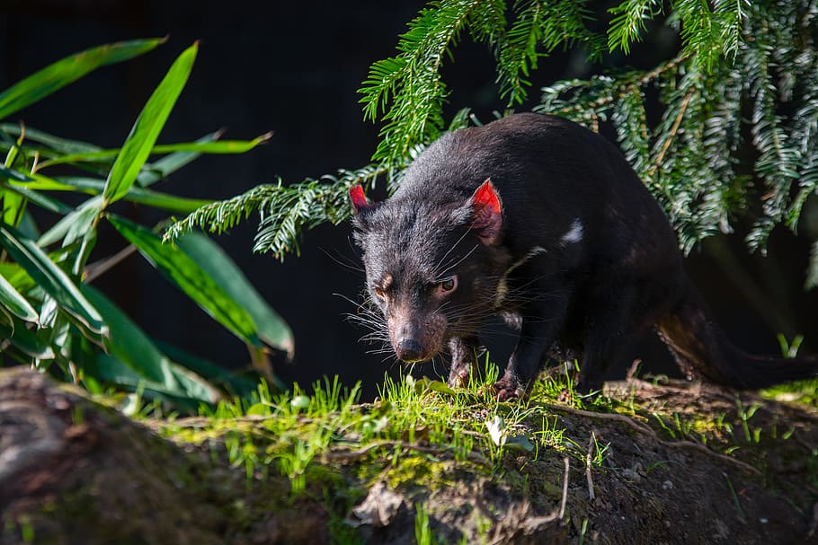 Tasmanian Devil, binatang cokelat di sebelah tanaman, tema binatang, hewan, satu hewan, mamalia, tanaman, bertulang belakang, satwa liar, alam