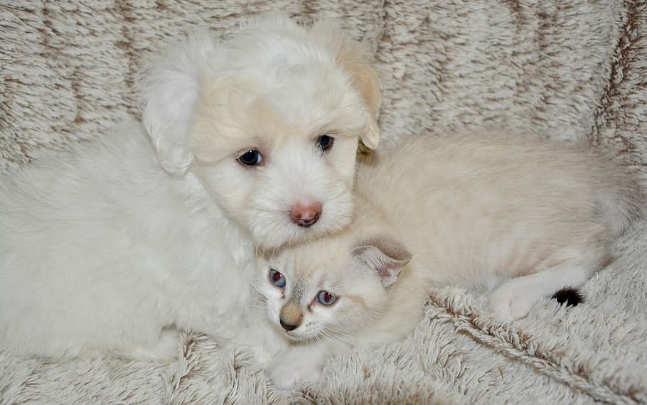 white, havanese puppy, kitten, lying, beige, mat, Dog, Cat, Canine, Complicity