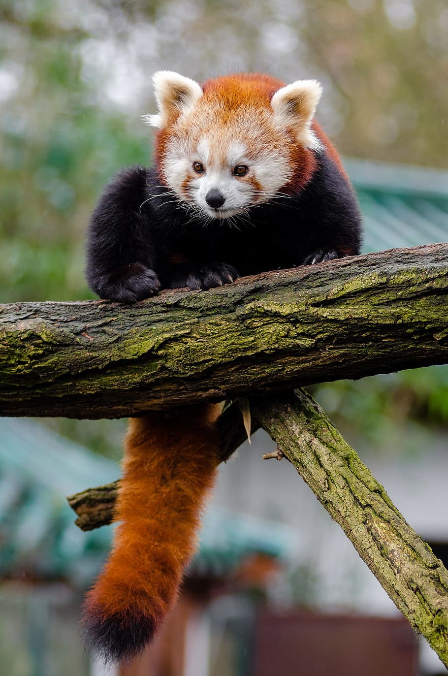 red, panda, trunk, tree, red panda, little panda, cute, bamboo, mammal, in voice of endangered