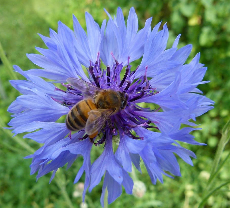 western honeybee, flower, cornflower, bachelor's button, bluebottle, insect, bumblebee, bee, european, pollen