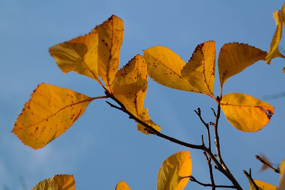 葉, 黄色, 秋, 紅葉, 着色, 秋の色, ゴールデン, 黄金色の秋, 木, 革葉ヴァイスドルン