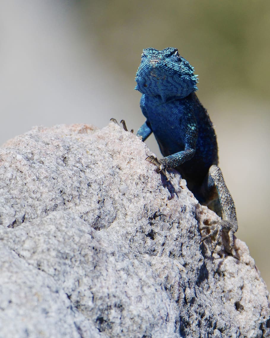 blue bearded dragon, lizard, south africa, bettys bay, animal, animal themes, animals in the wild, animal wildlife, one animal, rock