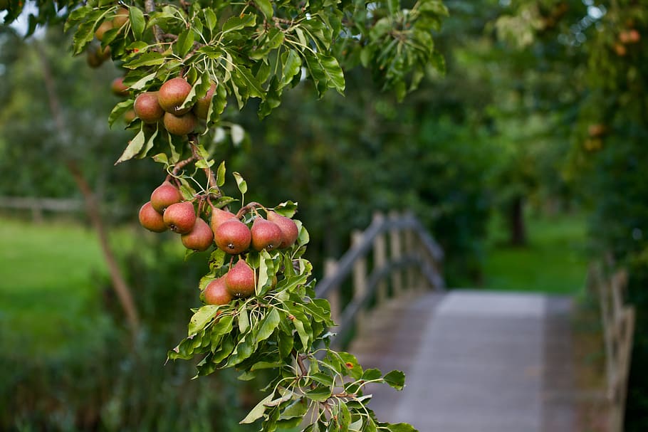 peer, pears, pear tree, fruit, food, healthy, energy, fruits, trees, orchard