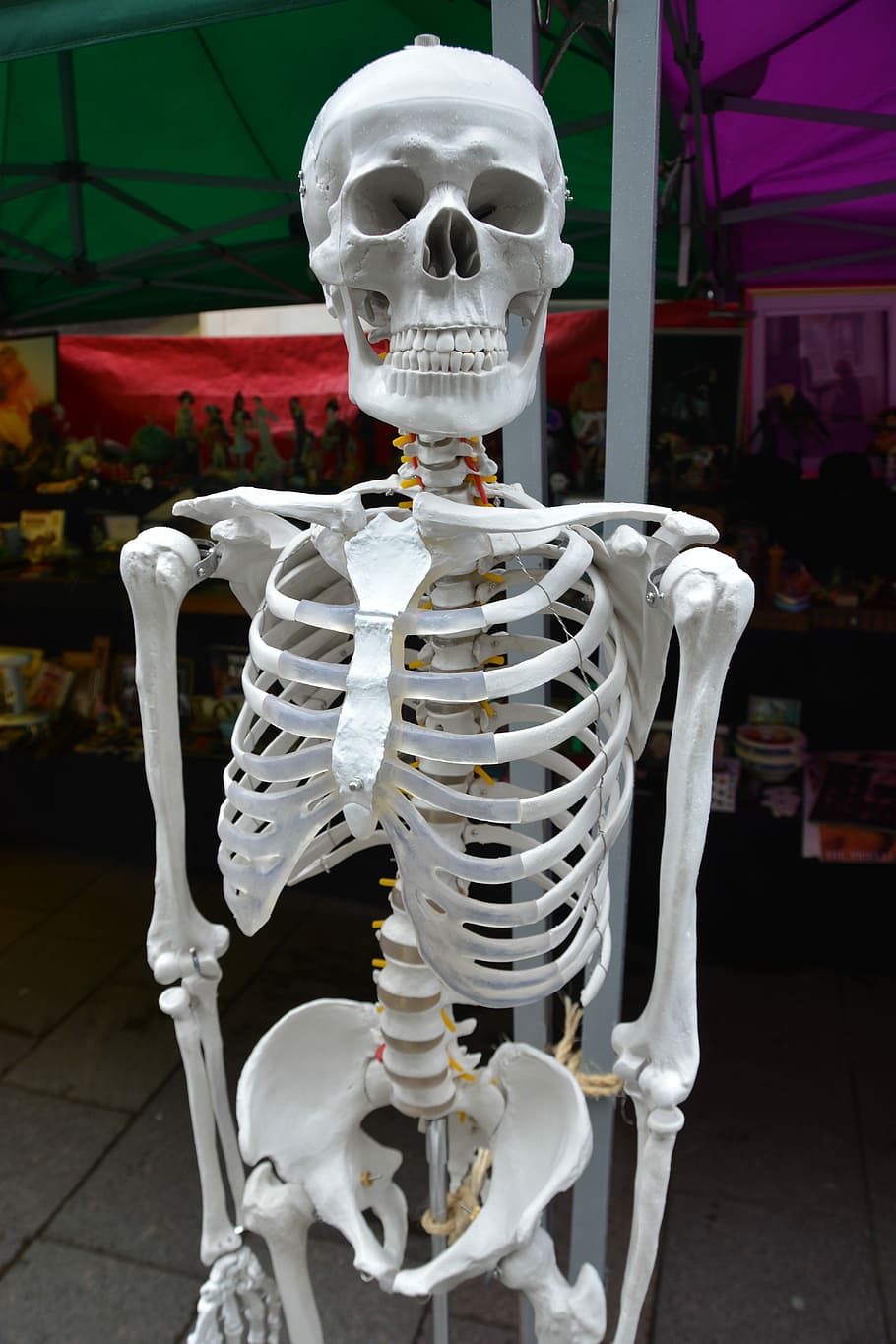 branco, esqueleto, em pé, garagem, ossos, humano, corpo, anatomia, médico, saúde