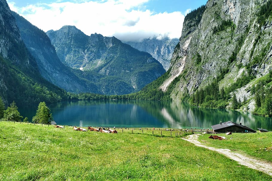 fischunkelalm, upper lake, cows, alm, königssee, berchtesgaden, upper bavaria, lake, mountains, reported